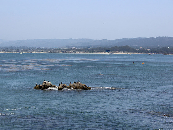 Aves sobre rocas rodeadas por el océano; se aprecia costa de fondo.