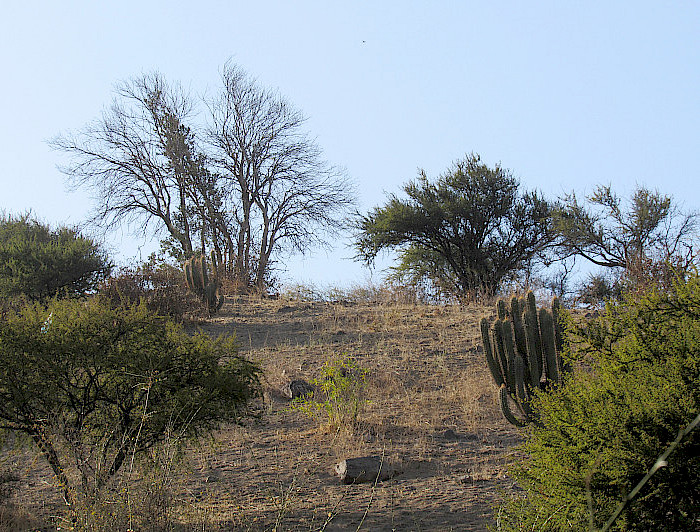 imagen correspondiente a la noticia: "Quillay, peumo y litre: especies más afectadas por el cambio climático"
