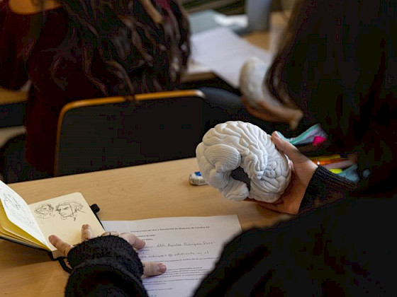 Student handling a 3D brain