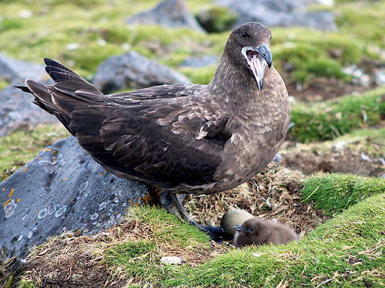 A Skua