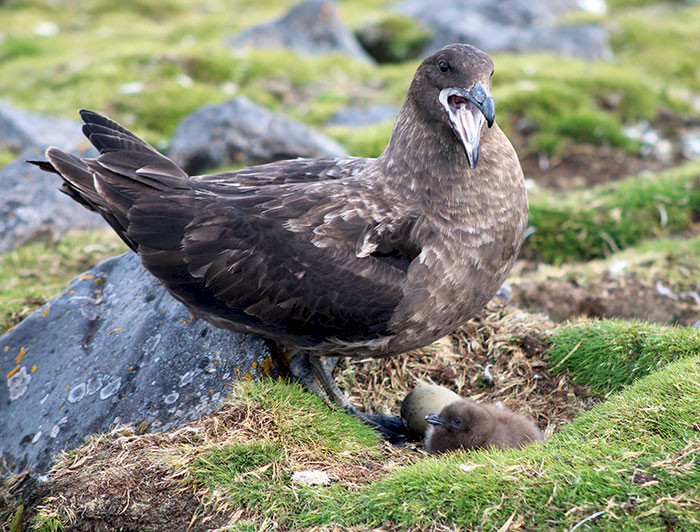 A Skua