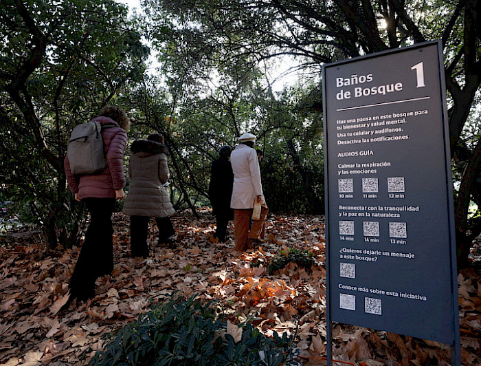 imagen correspondiente a la noticia: "“Baños de bosque”: La práctica japonesa que se replica en un campus chileno"