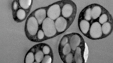 Halomonas campaniensis