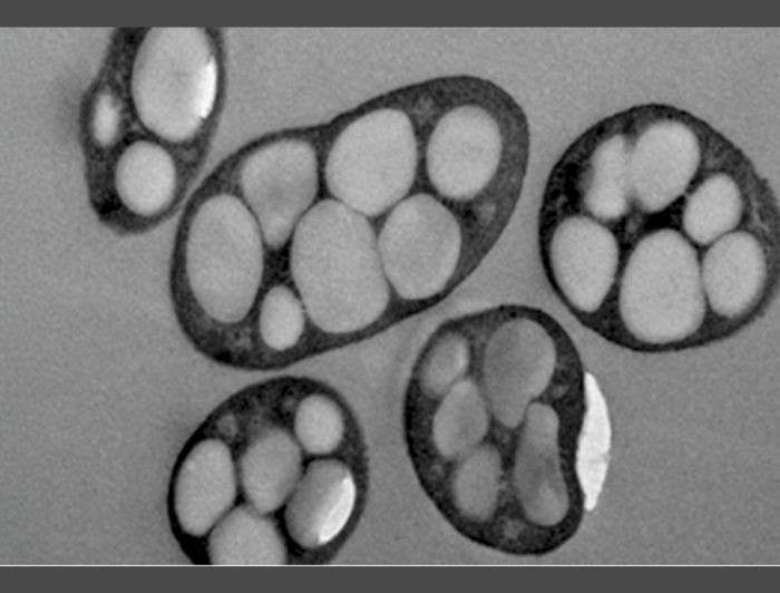 Halomonas campaniensis