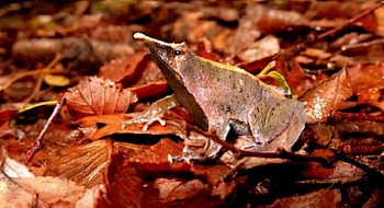 Ranita de Darwin sobre hojarasca