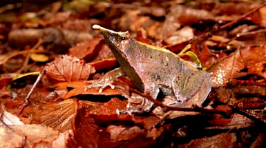 Ranita de Darwin sobre hojarasca