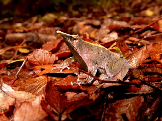 Ranita de Darwin sobre hojarasca