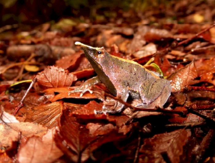 Ranita de Darwin sobre hojarasca