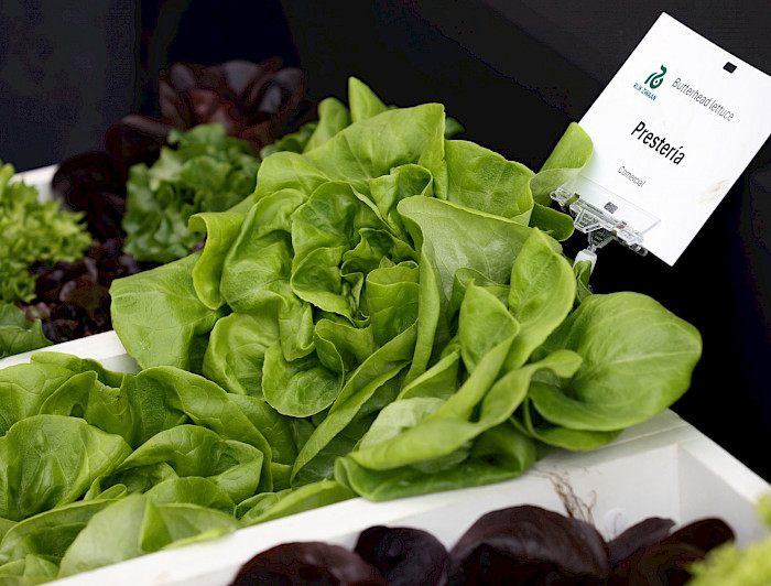 imagen correspondiente a la noticia: "Mitos y realidades de la hidroponía en Chile"