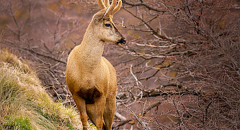 Huemul