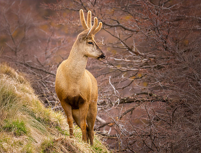 Huemul