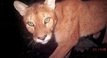 puma mira a la cámara captado por una cámara trampa