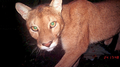 puma mira a la cámara captado por una cámara trampa