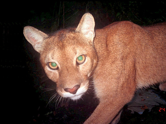puma mira a la cámara captado por una cámara trampa