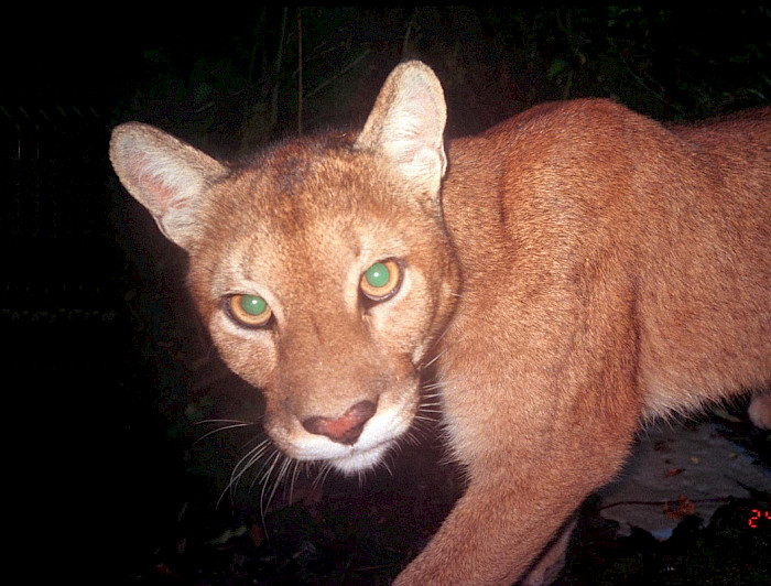 puma mira a la cámara captado por una cámara trampa
