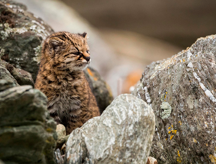 Gato güiña entre las rocas