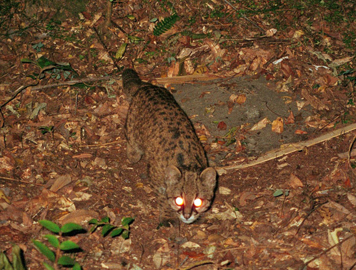 Gato güiña en la noche
