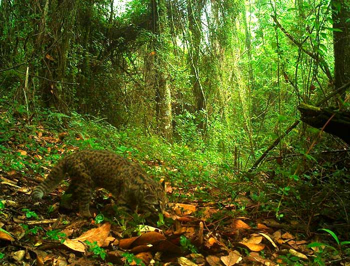 Gato güiña en un bosque