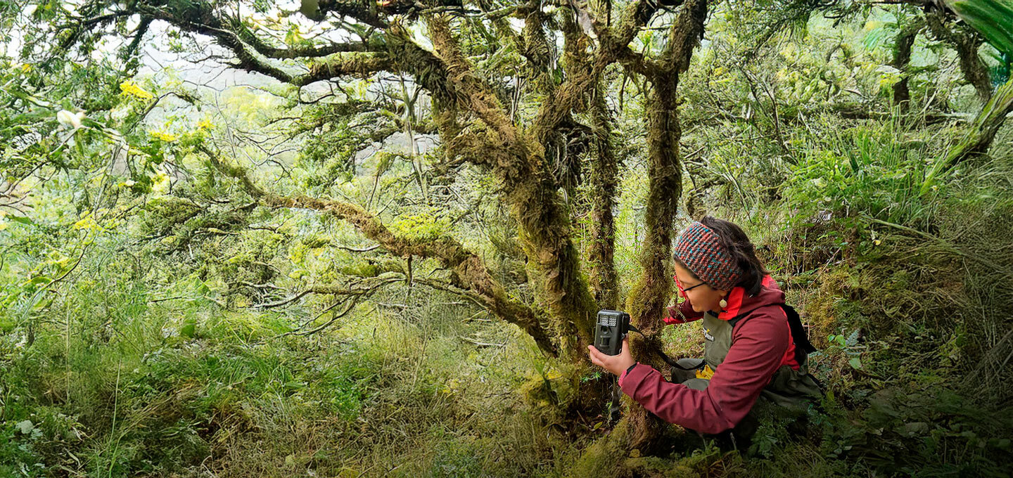 Investigadora coloca una cámara trampa en medio de un bosque.