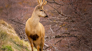 Huemul