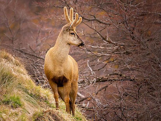 Huemul
