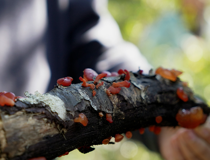 Un tronco con funga.