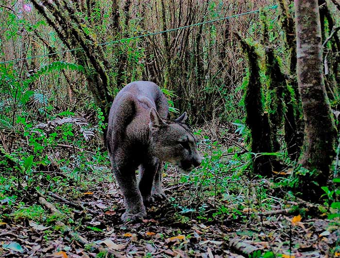 Puma captado por una cámara trampa.