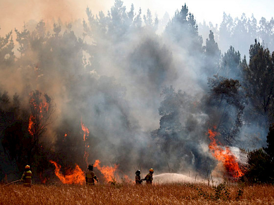 Incendios forestales en Ñuble y Biobío