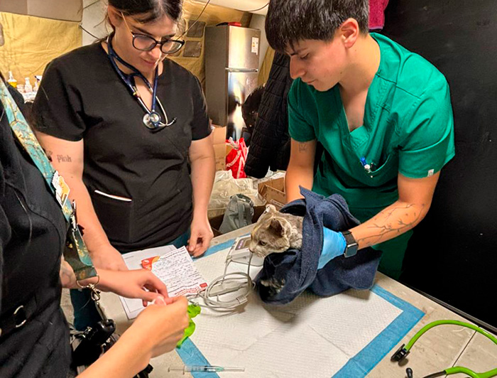 Operativo de la Escuela de Medicina Veterinaria