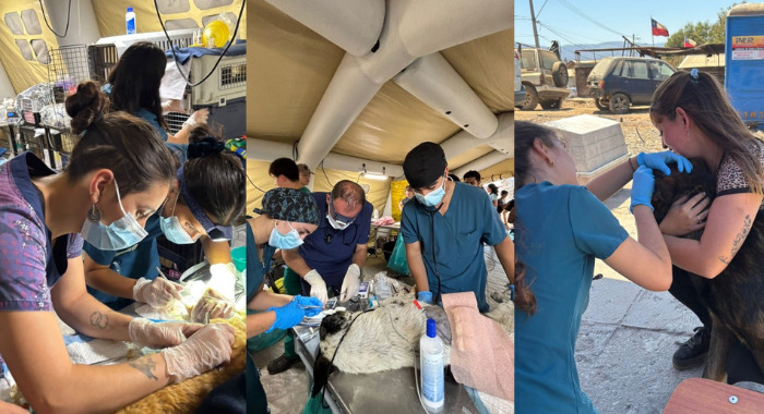 Estudiantes atendiendo a animales