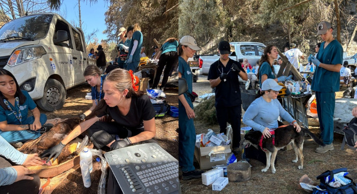 Estudiantes atendiendo a animales