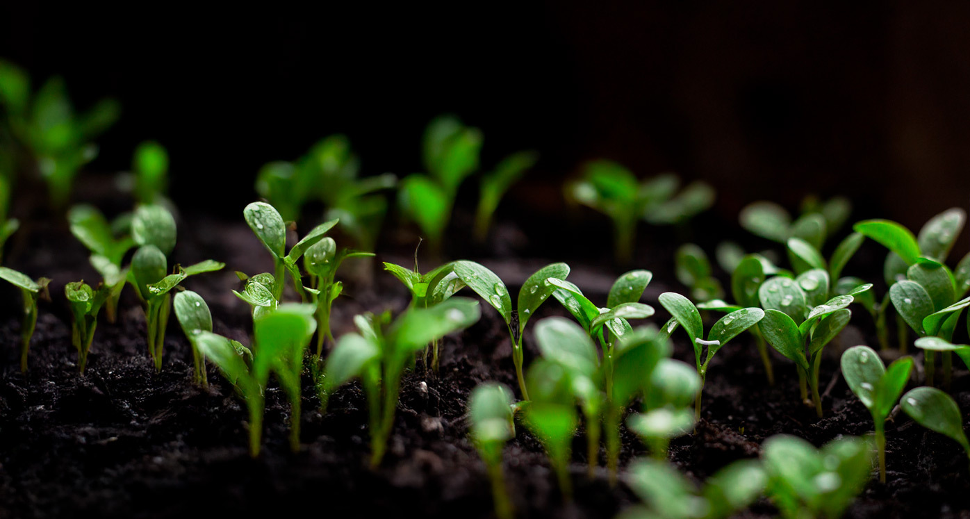 Plants Germinating in the Soil
