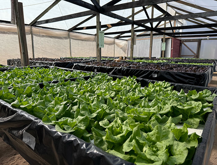 Proyecto de lechugas hidropónicas en Chañaral