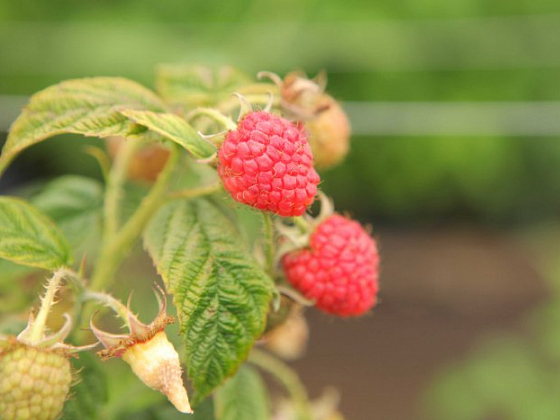 Imagen de frambuesas frescas