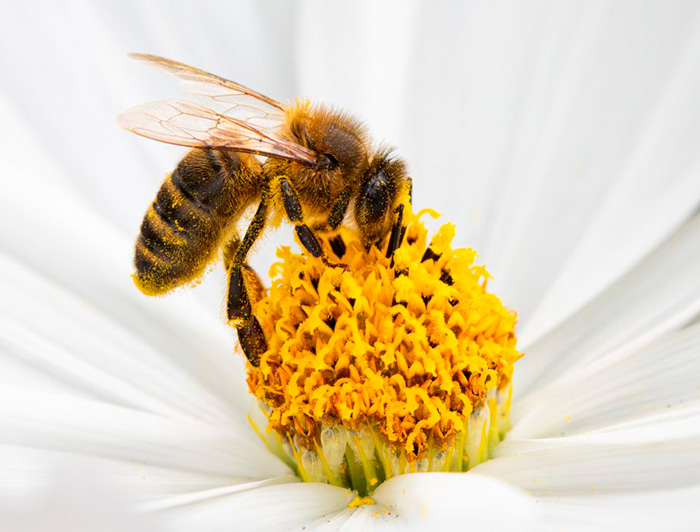 Abeja polinizando una flor