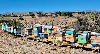 Colmenas en el desierto de Atacama