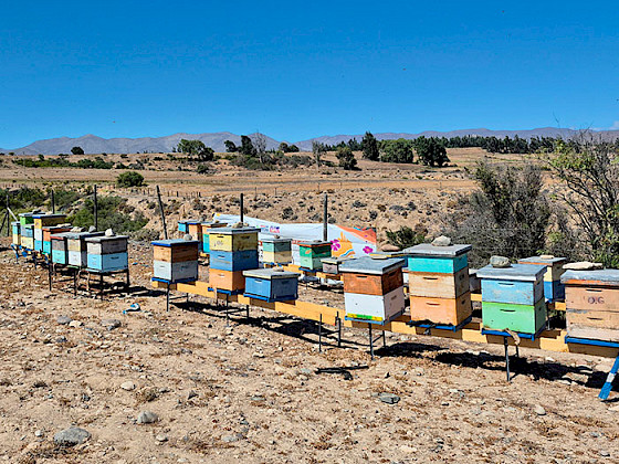 Colmenas en el desierto de Atacama