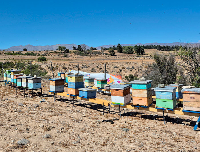 Colmenas en el desierto de Atacama