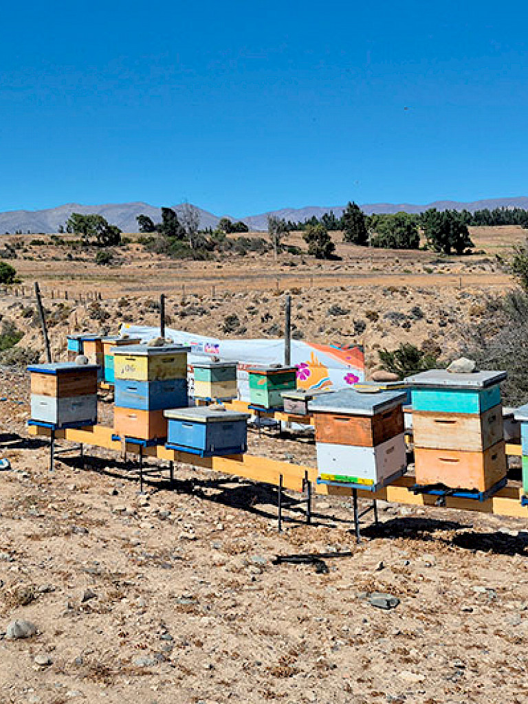 Colmenas en el desierto de Atacama