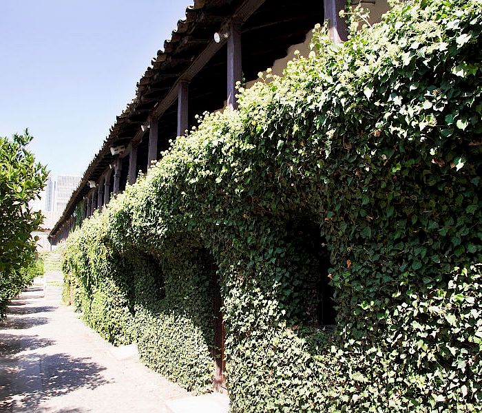 Muralla de la casona principal cubierta de hiedra - Foto Karina Fuenzalida