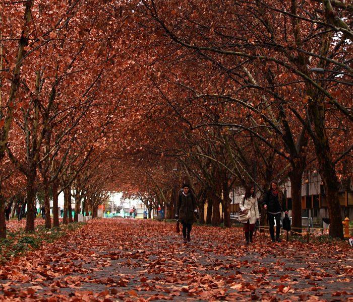 El otoño es un espectáculo digno de verse en la avenida central del campus. - Foto César Cortés