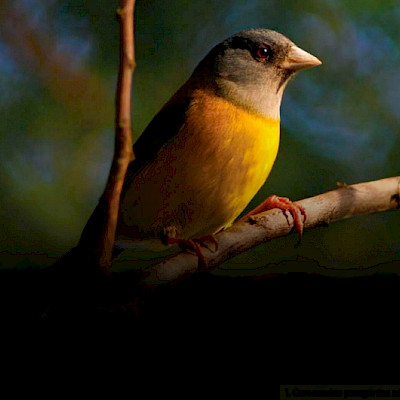 Ave posada sobre una rama de árbol.