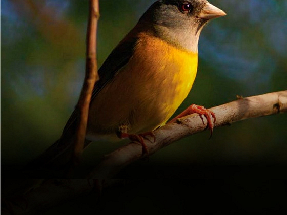 Ave posada sobre una rama de árbol.