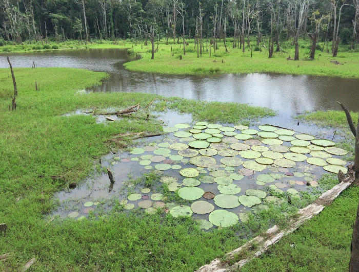 imagen correspondiente a la noticia: "Incendio en la Amazonía: académicos UC explican por qué es una tragedia ecológica para el mundo y nu"