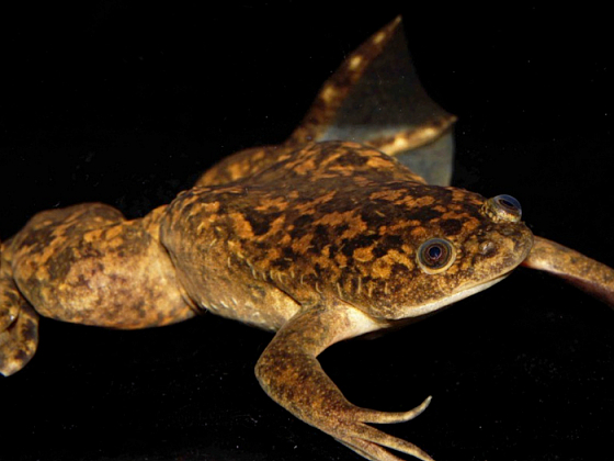 Rana Africana de Garras - Colección Patricio Sánchez