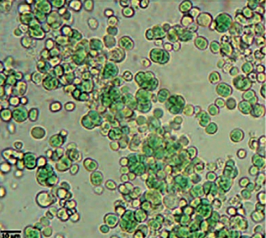 DEBAJO DE LAS PIEDRAS. Vista microscópica de bacteria gloeocapsopsis sp. UTEX B3054, encontrada bajo una piedra de cuarzo en el desierto de Atacama, el año 2008. (Foto Equipo de investigación del académico Rafael Vicuña)