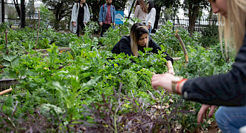 Mujeres cultivando en el Huerto San Francisco UC (Foto: Karina Fuenzalida)