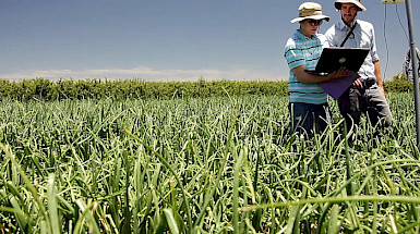 Dos hombres revisando un notebook en un campo con pastos verdes muy altos.