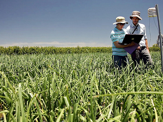 Dos hombres revisando un notebook en un campo con pastos verdes muy altos.