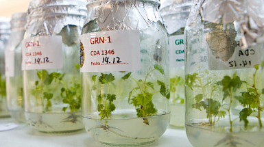 Frascos de laboratorio con plantas en su interior.